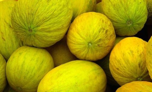Eat Me: Boosts immune system, digestion…5 health benefits of golden melons
