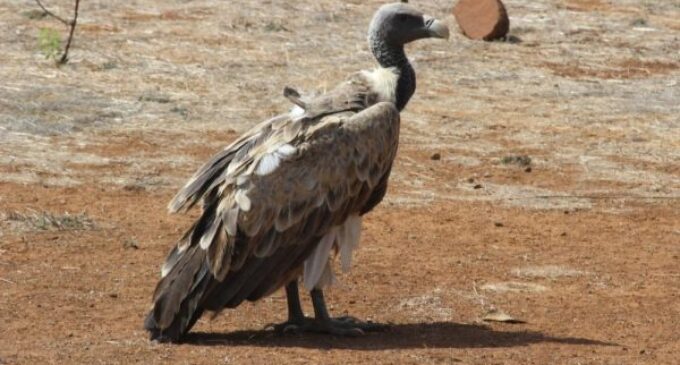 EXTRA: Detained vulture ‘consumed N30,000 worth of meat’ in six days