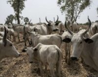 CDD: National livestock plan will address farmer-herder conflicts