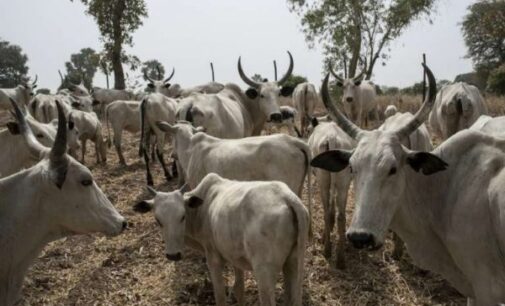 CDD: National livestock plan will address farmer-herder conflicts