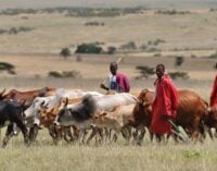 Northern coalition gives governors 30-day ultimatum to adopt Ruga