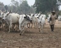 Miyetti Allah bans herdsmen without family in south-east from grazing in the region