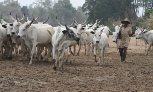 Herder-farmer crisis: Group asks FG to adopt creative solutions to end open grazing