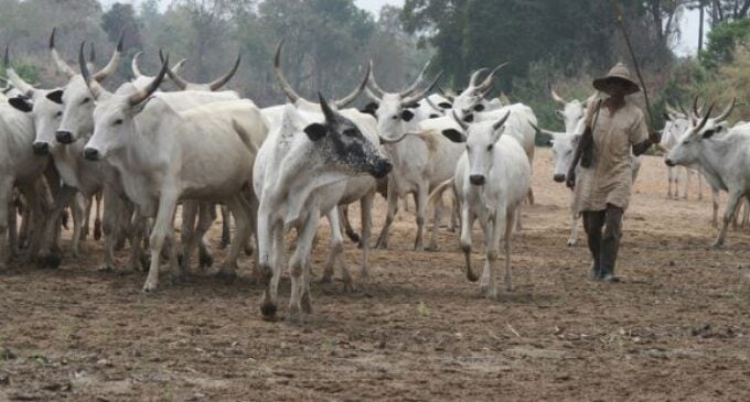 You can’t order herders out of Ondo, presidency replies Akeredolu