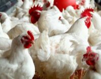 NIRSAL secures N232m from banks to boost poultry production, cocoa export in Cross River