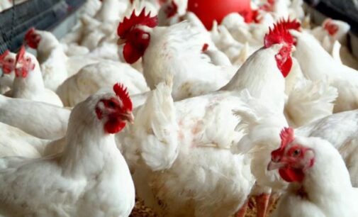 CBN: Nigeria’s poultry industry now worth N1.6trn