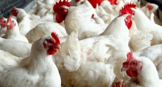 CBN: Nigeria’s poultry industry now worth N1.6trn
