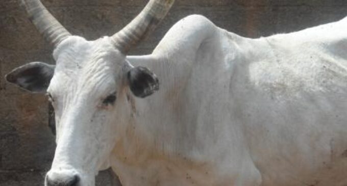 EXTRA: ‘N500 per cow yearly’ — Katsina to introduce levy for cattle owners