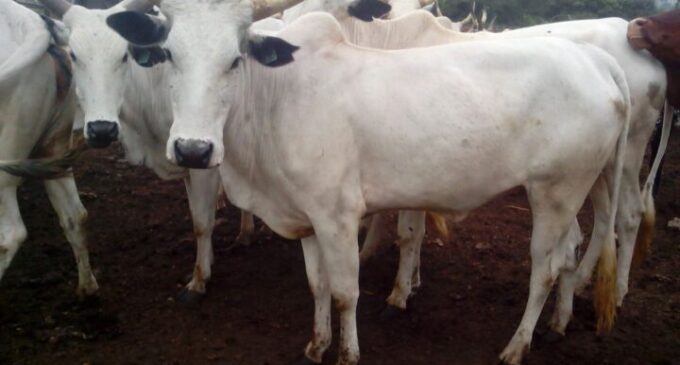 Northern coalition calls for boycott of Igbo businesses over IPOB’s ‘Fulani cow’ ban