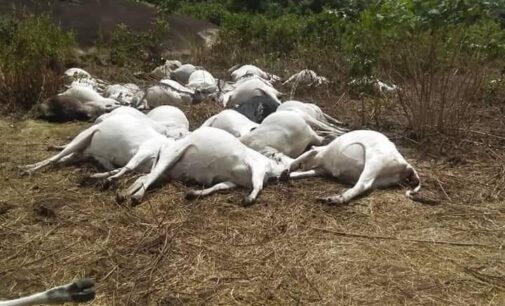 19 cows struck dead in Osun