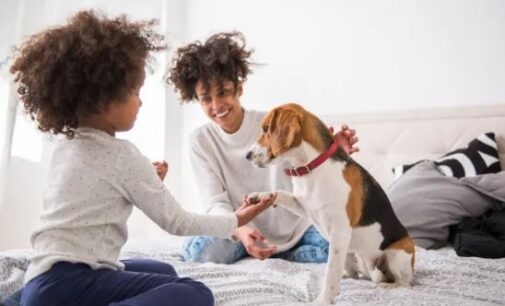 The health benefits of owning a pet