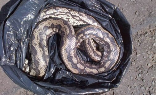 43 poisonous snakes found in man’s luggage at Vienna airport