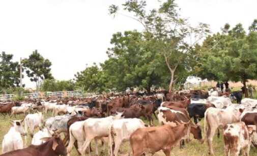 Miyetti Allah asks FG to create ministry of livestock development
