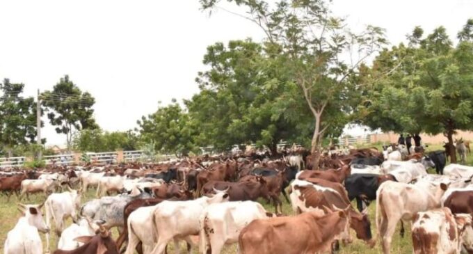 Miyetti Allah asks FG to create ministry of livestock development