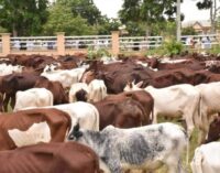 Miyetti Allah to FG: Begin nationwide vaccination of livestock against anthrax