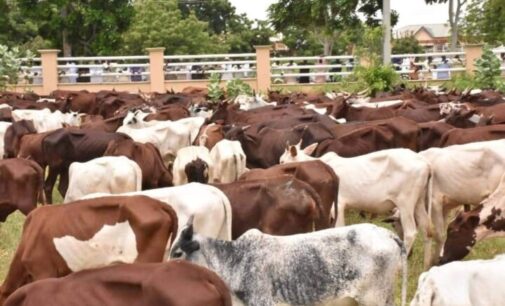 Nasarawa to implement national livestock plan in March