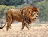 Panic as lion escapes from Kano zoo