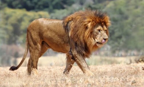 Panic as lion escapes from Kano zoo