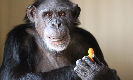 UNN zoo’s last surviving chimp embalmed after death at 50