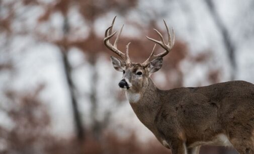 EXTRA: Hunter gored to death by deer he thought he had killed