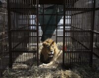 Escaped lion captured after devouring many goats