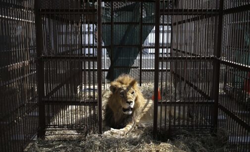 Escaped lion captured after devouring many goats