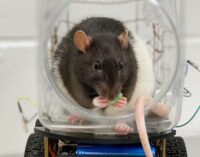 Rats taught to drive little cars for mental health research
