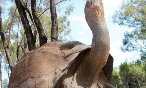 ‘Alagba’, a 344-year-old tortoise, dies in Ogbomosho