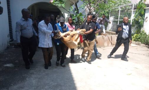 Lion found at VI apartment moved to Lekki zoo