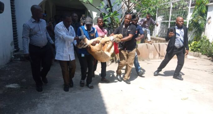 Lion found at VI apartment moved to Lekki zoo