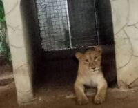 Lagos task force discovers lion ‘used as security guard’ by Indian