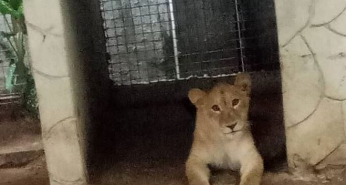 Lagos task force discovers lion ‘used as security guard’ by Indian
