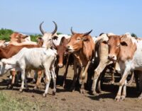 Customs cautions Nigerians as deadly livestock disease hits Niger Republic
