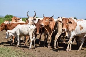 ICYMI: Nigeria, Ghana, Germany... China bans livestock imports from 15 countries