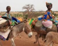 EXTRA: Bill prohibiting export and killing of donkeys introduced at senate