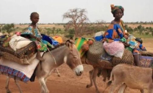 Bauchi community ‘takes pregnant women to the hospital on donkeys’