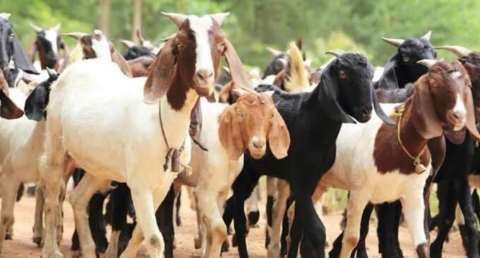 EXTRA: Jigawa empowers 440 women with 1,320 goats — but it’s a loan
