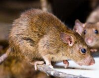 Three killed, 292 on watch list as Lassa fever hits Kano (updated)