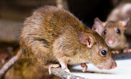 NCDC reports 77 Lassa fever cases, six deaths in one week