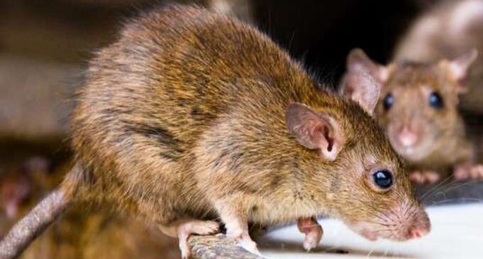 Lagos records first case of Lassa fever as disease spreads to 27 states