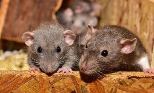 Lassa fever: Death toll rises to 41 as 258 cases are confirmed in 19 states