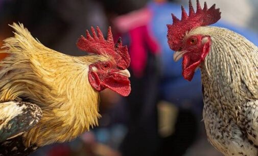 EXTRA: Rooster kills owner on their way to a cockfight