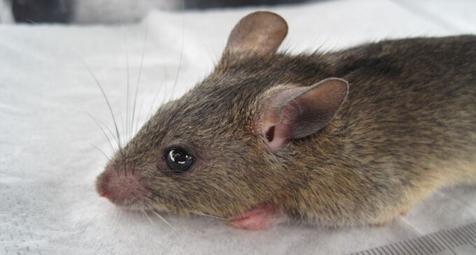 11 more killed as Lassa fever death toll rises to 132