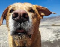 Study reveals why dogs have cold noses