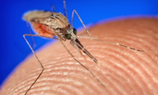 FACT CHECK: Does malaria kill 822 Nigerians daily as Garba Shehu claimed?