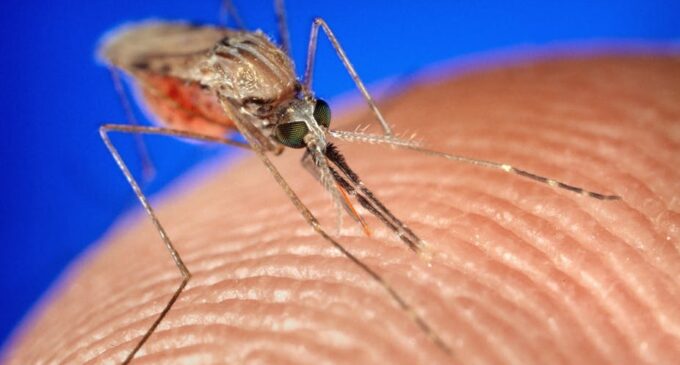 FACT CHECK: Does malaria kill 822 Nigerians daily as Garba Shehu claimed?