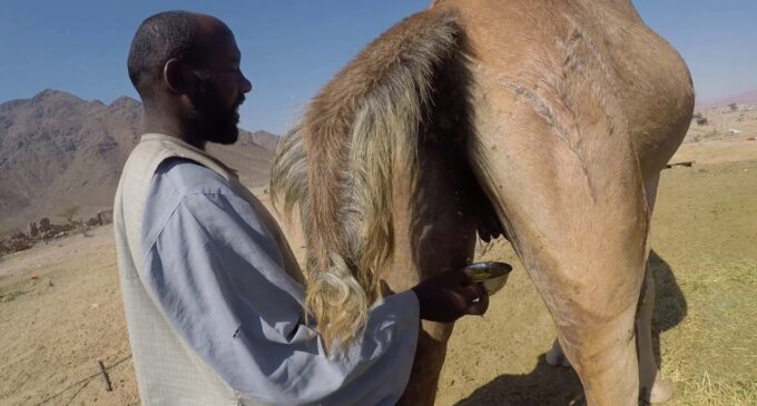 CDD FACT CHECK: Can camel urine, lime cure coronavirus?
