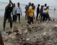Concern mounts as Rivers community feasts on dead whale