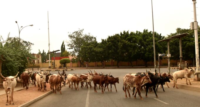 ACF backs southern governors’ decision to end open grazing