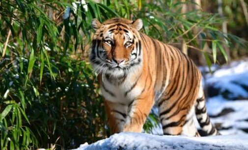 Tiger tests positive for COVID-19 at US zoo — first known case in the world